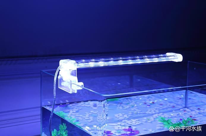 推薦幾款適合新手的龍魚燈，適合新手養魚的龍魚燈