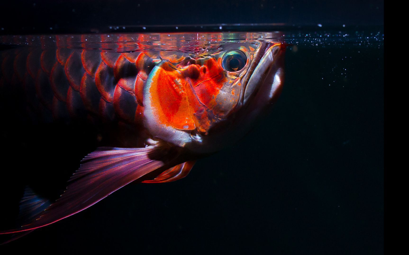 龍魚疾病治療難度大嗎，龍魚常見病對照表