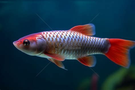 推薦一些高清的龍魚視頻