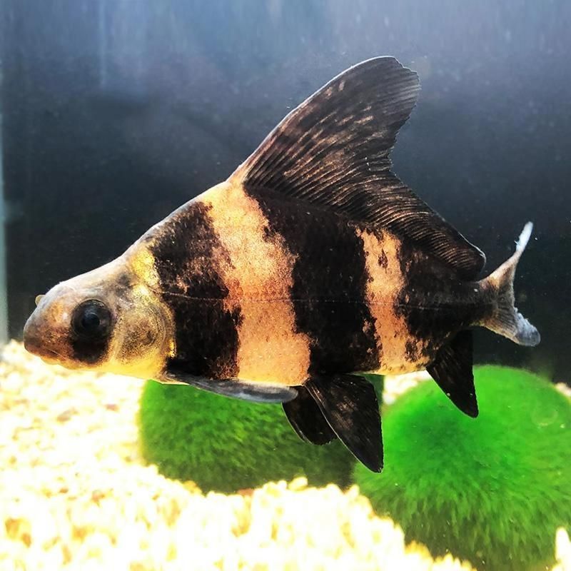胭脂孔雀龍魚，胭脂孔雀龍魚的詳解