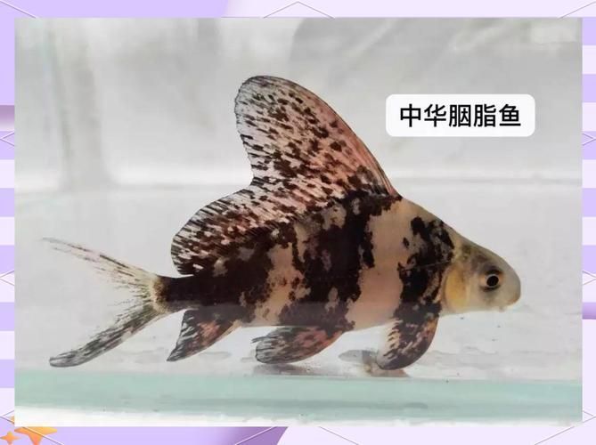 胭脂孔雀龍魚，胭脂孔雀龍魚的詳解