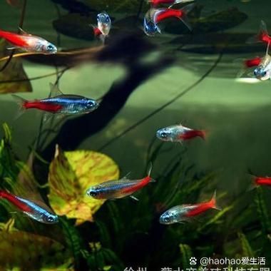 環(huán)境應(yīng)激對(duì)魚類的繁殖有哪些影響