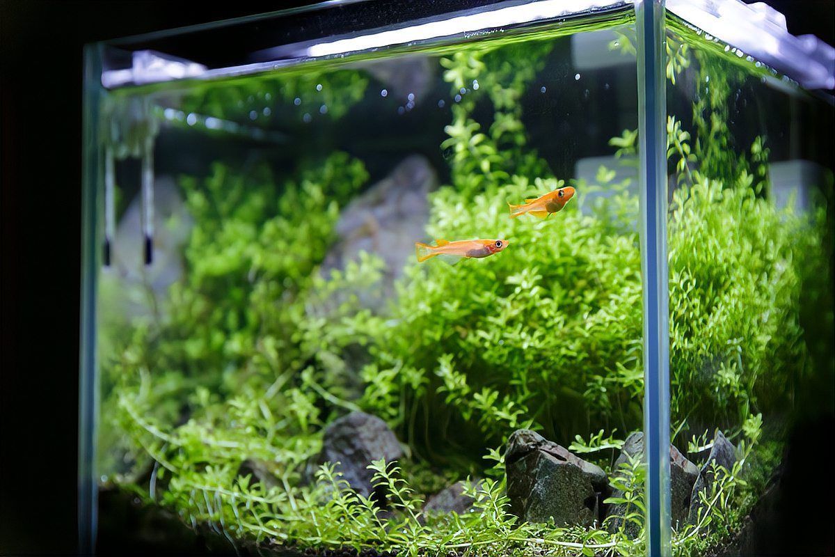 紅金龍魚需要哪些設備，紅金龍魚飼養所需要哪些設備 紅金龍魚需要哪些設備，紅金龍魚飼養所需要哪些設備 龍魚百科 第8張