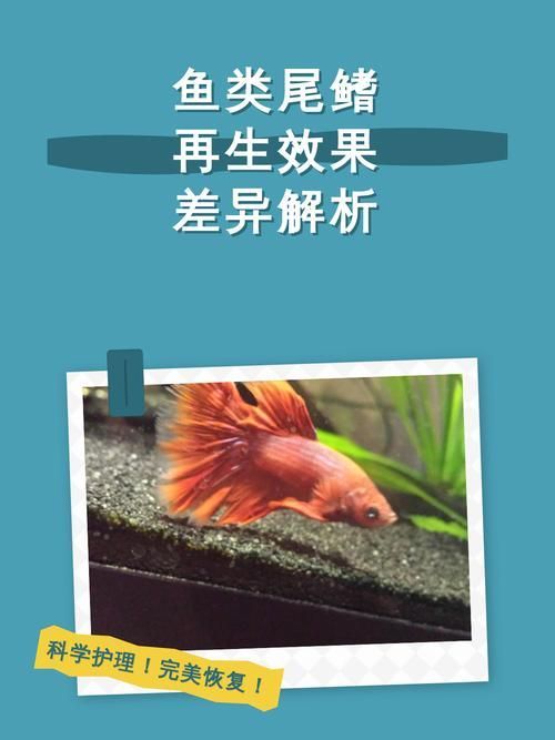 如何判斷龍魚尾鰭是否再生 龍魚百科 第2張 如何判斷龍魚尾鰭是否再生 如何判斷龍魚尾鰭是否再生 龍魚百科 第2張