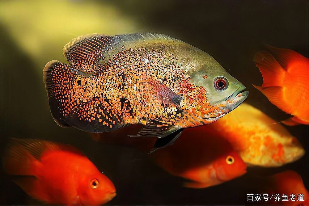 如何判斷龍魚腮皮是否卷起？，——權威診斷龍魚腮皮是否卷起是否卷起 如何判斷龍魚腮皮是否卷起？，——權威診斷龍魚腮皮是否卷起是否卷起 龍魚百科 第8張