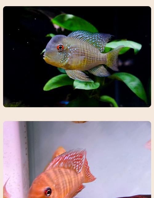 和尚魚的市場價格是多少，和尚魚市場價格是多少和尚魚的市場價格是多少