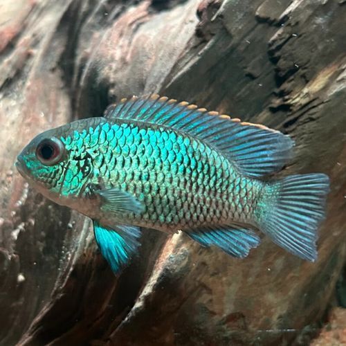 如何挑選健康的翡翠鳳凰魚？，如何挑選健康的翡翠鳳凰魚（翡翠鳳凰魚mikrogeop）
