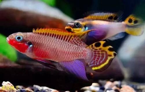 如何挑選健康的翡翠鳳凰魚？，如何挑選健康的翡翠鳳凰魚（翡翠鳳凰魚mikrogeop）