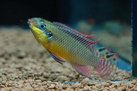 如何挑選健康的翡翠鳳凰魚？，如何挑選健康的翡翠鳳凰魚（翡翠鳳凰魚mikrogeop）