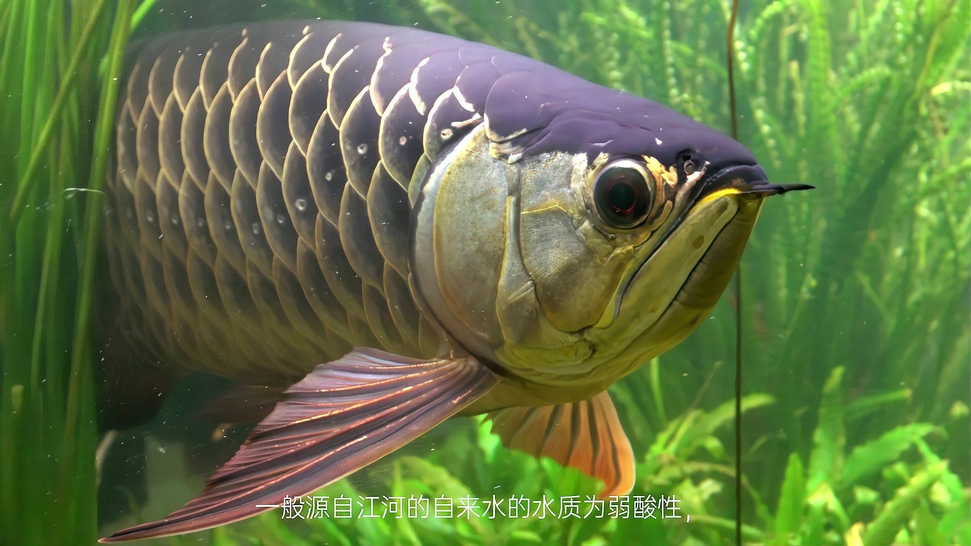 金龍魚(yú)適合養(yǎng)在什么水質(zhì)中？，金龍魚(yú)養(yǎng)殖指南:新手必看!