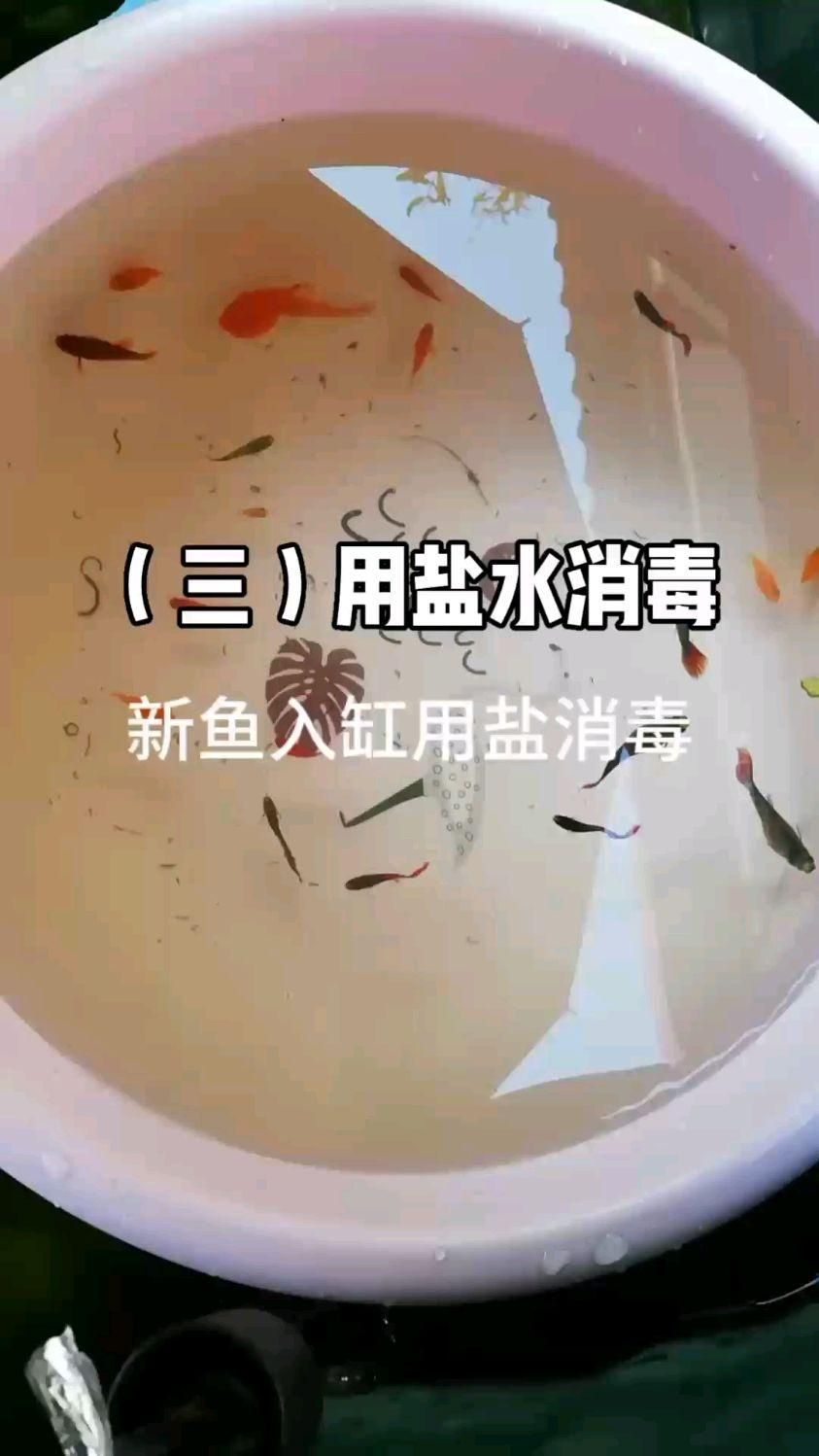 如何預(yù)防小型魚(yú)疾病？