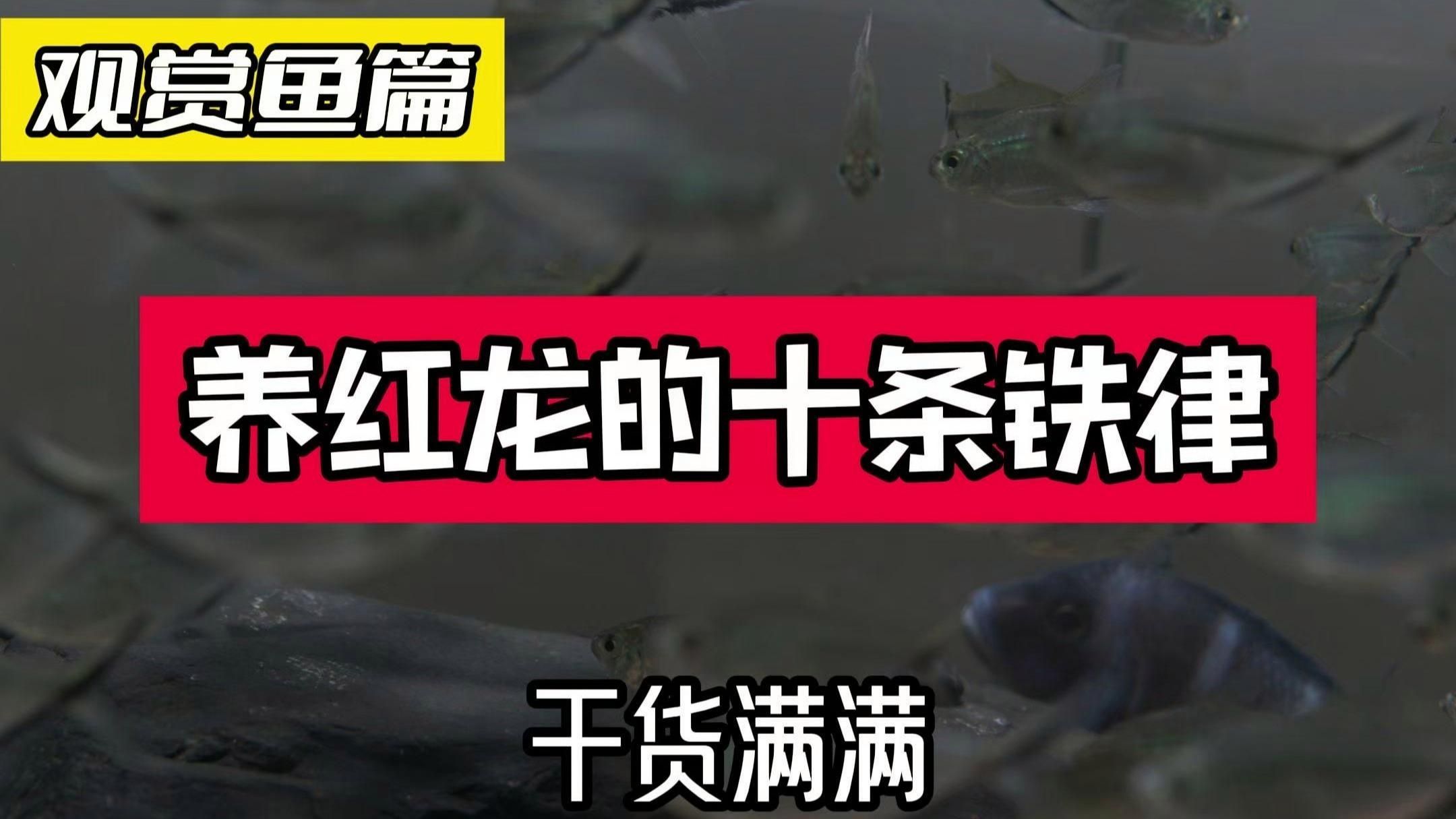 紅龍魚最佳生長溫度是多少