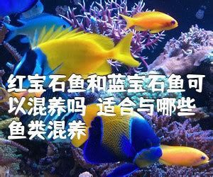 混養魚（配魚） 混養魚（配魚） 龍魚百科 第1張