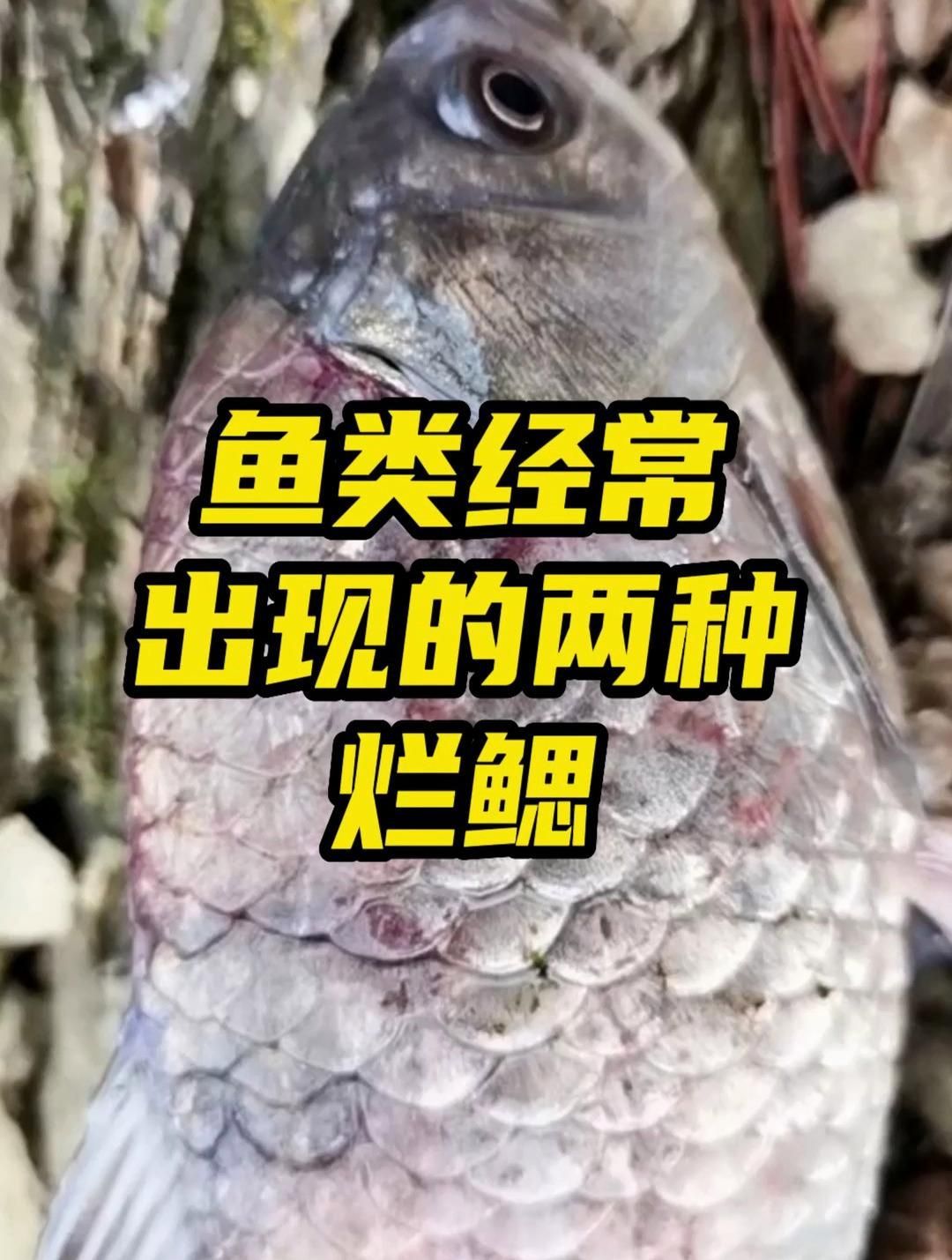 如何區分魚爛鰓病的類型，觀賞魚爛鰓病的癥狀及治療方法