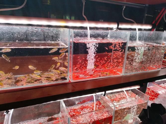 如何在天津購買到新鮮的龍魚