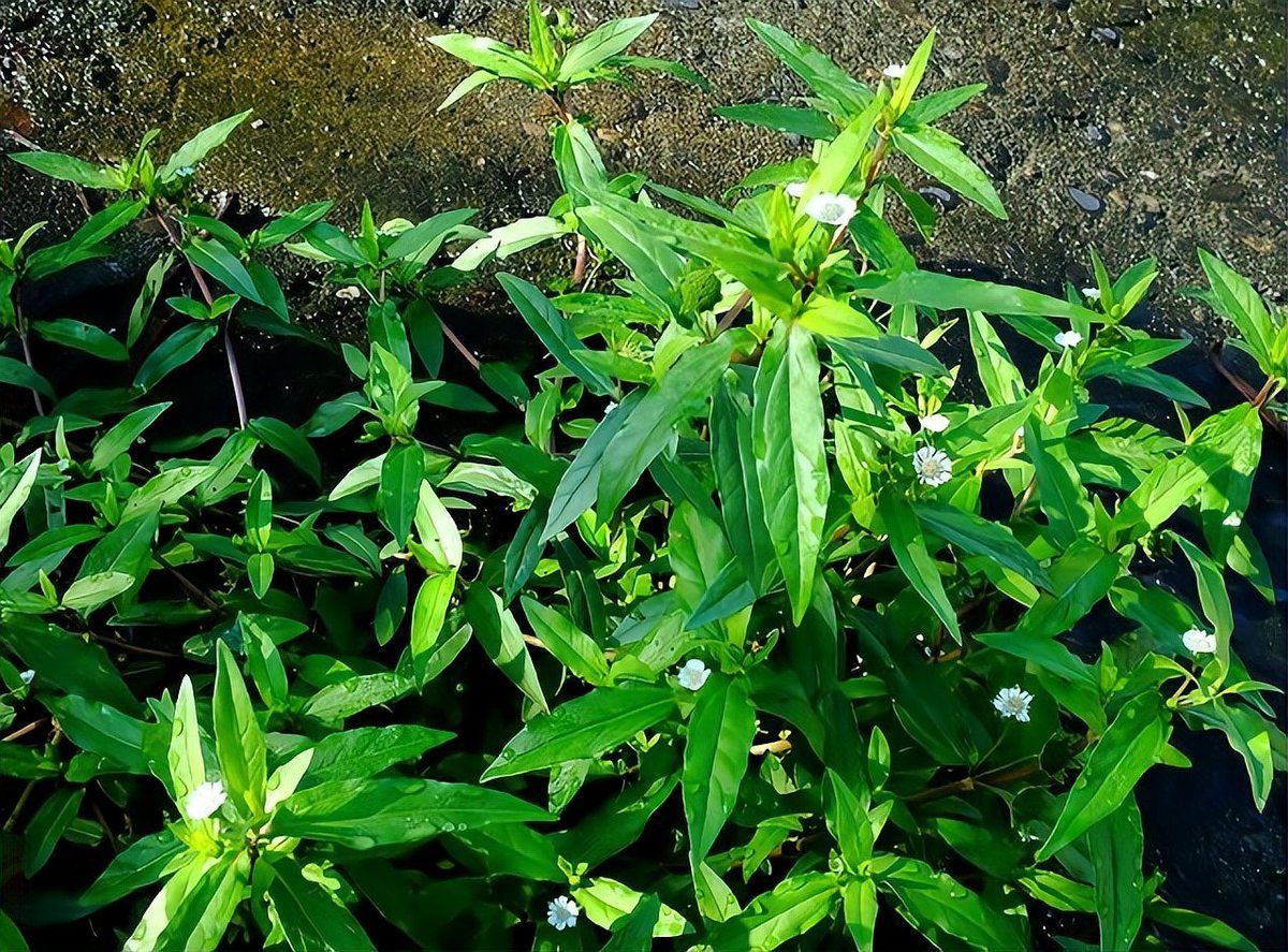 有哪些天然方法預防白毛，arxiv論文助手arxiv論文助手arxiv論文助手
