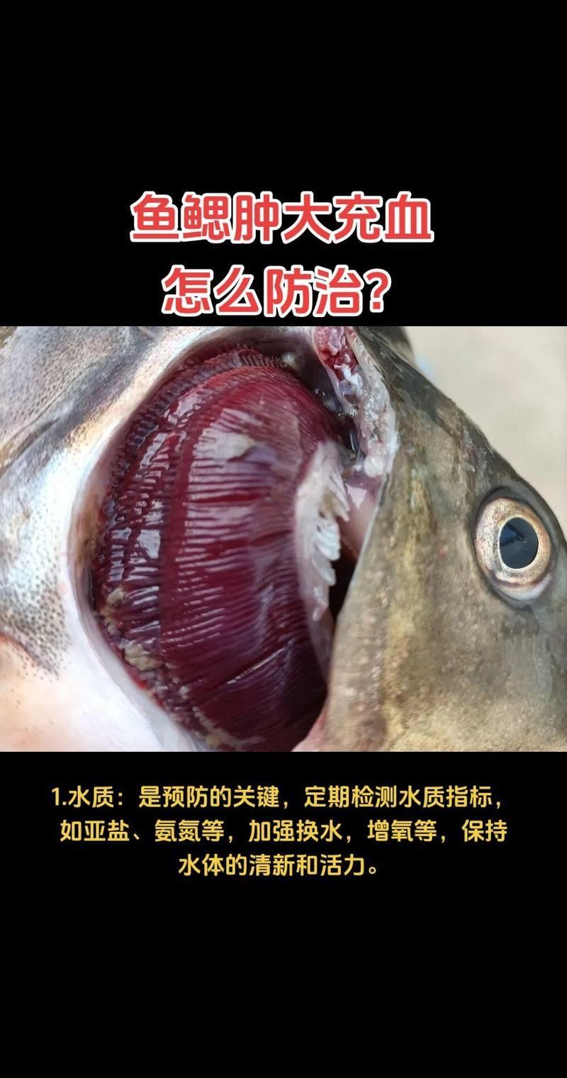 能否提供更多關于魚鰓充血的圖片，如何判斷魚鰓充血的原因