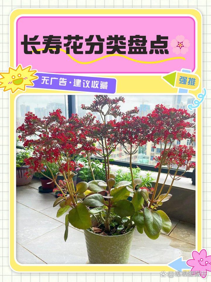 如何區(qū)分不同品種的長(zhǎng)壽花？，如何區(qū)分不同品種的長(zhǎng)壽花,區(qū)分不同品種的長(zhǎng)壽花