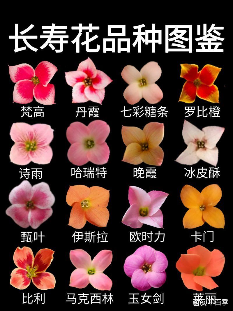 如何區(qū)分不同品種的長(zhǎng)壽花？，如何區(qū)分不同品種的長(zhǎng)壽花,區(qū)分不同品種的長(zhǎng)壽花