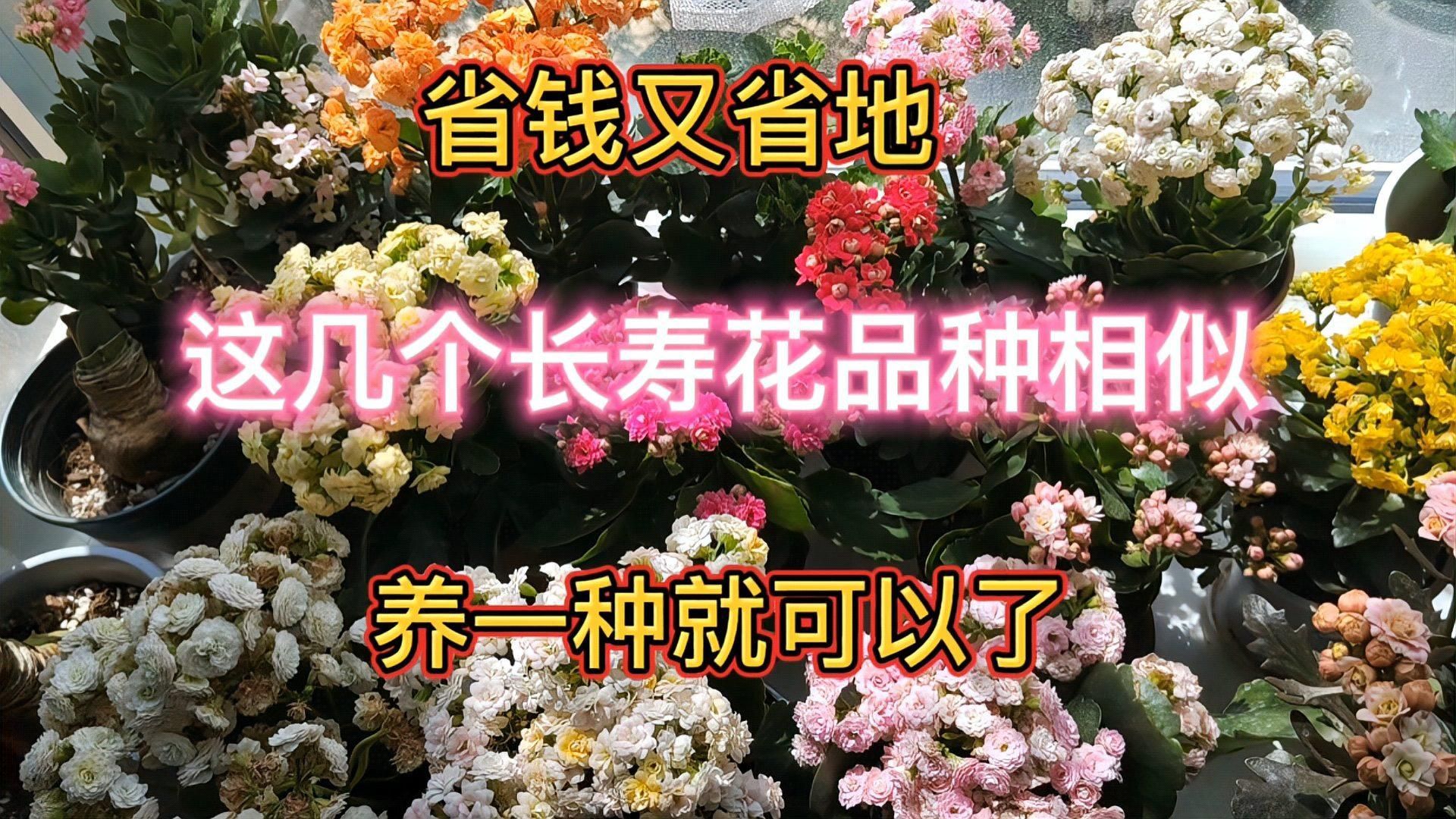如何區(qū)分不同品種的長(zhǎng)壽花？，如何區(qū)分不同品種的長(zhǎng)壽花,區(qū)分不同品種的長(zhǎng)壽花
