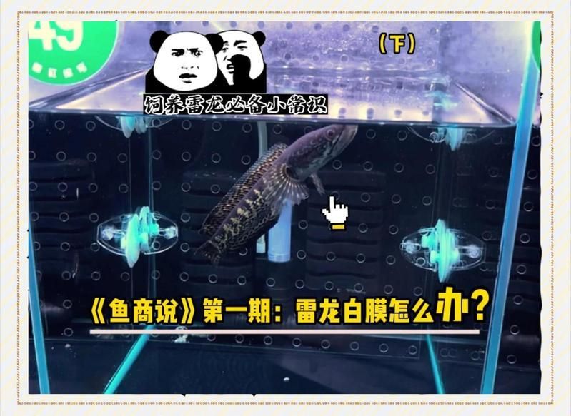 如何預防龍魚白膜病復發，《龍魚的養護與鑒賞》