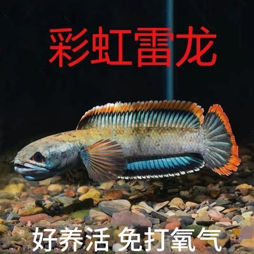 七彩龍魚有哪些稀有品種？，七彩龍魚中最稀有的品種是紫焰血紅龍和血紅龍的稀有品種