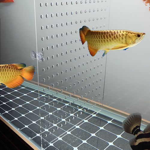 紅龍魚攻擊行為如何緩解，富媒體組件查詢紅龍魚攻擊行為如何緩解紅龍魚攻擊行為
