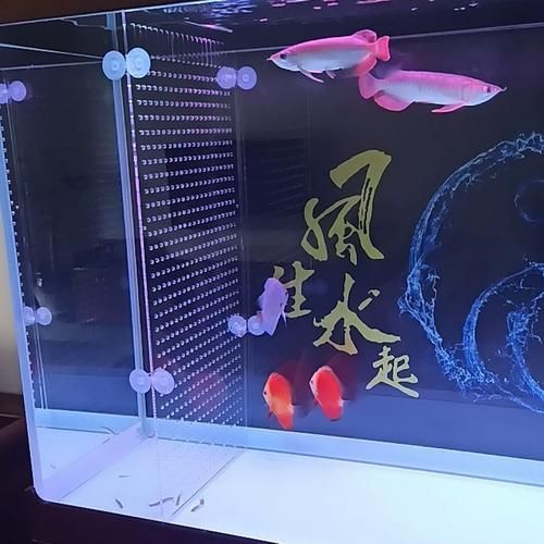 紅龍魚攻擊行為如何緩解，富媒體組件查詢紅龍魚攻擊行為如何緩解紅龍魚攻擊行為