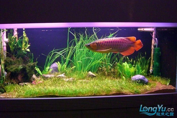 紅龍魚攻擊行為如何緩解，富媒體組件查詢紅龍魚攻擊行為如何緩解紅龍魚攻擊行為