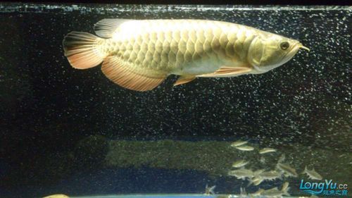 龍魚腸炎如何治療最有效？，龍魚腸炎如何治療