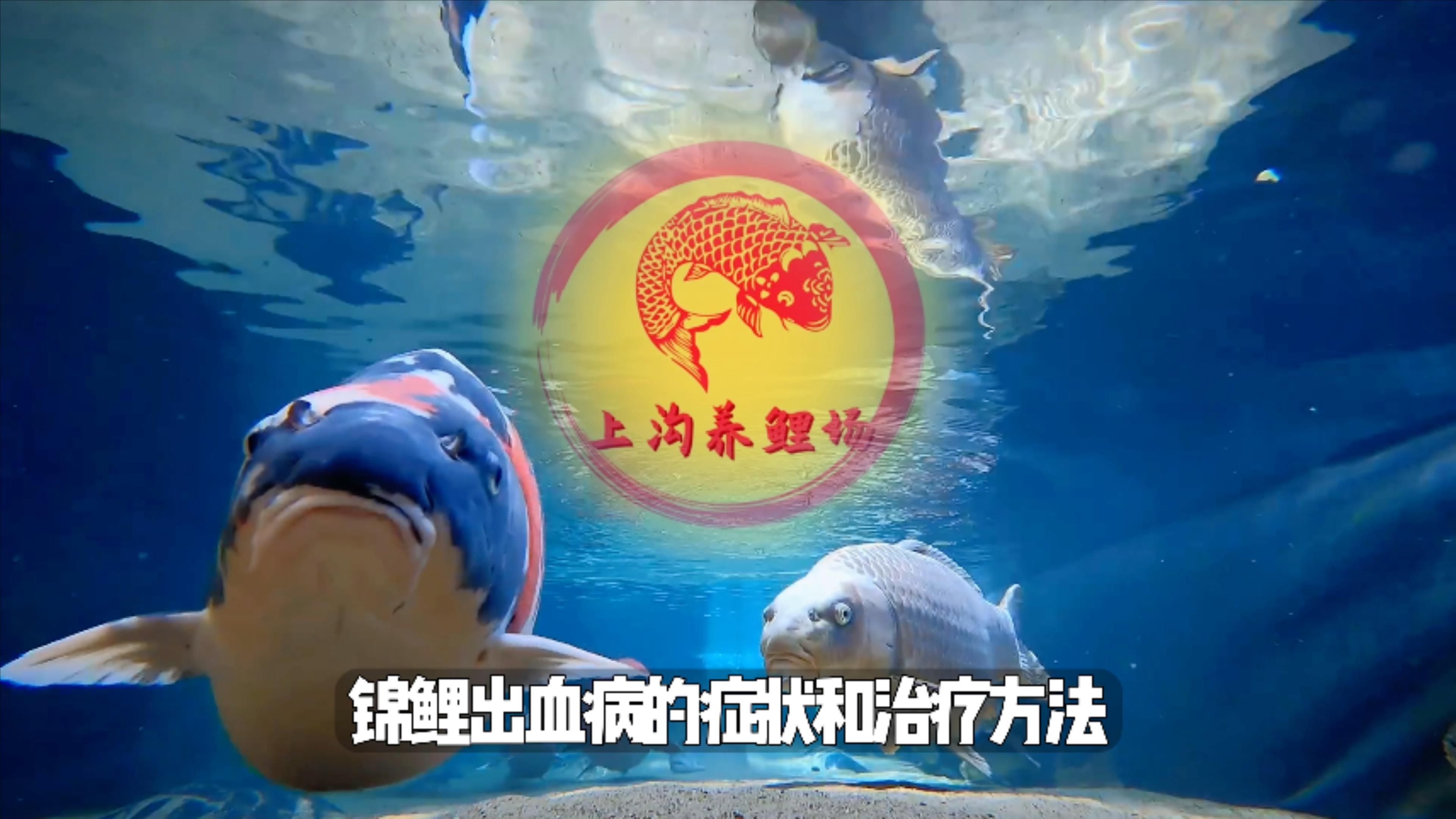 哪些觀賞魚容易充血，觀賞魚充血怎么辦