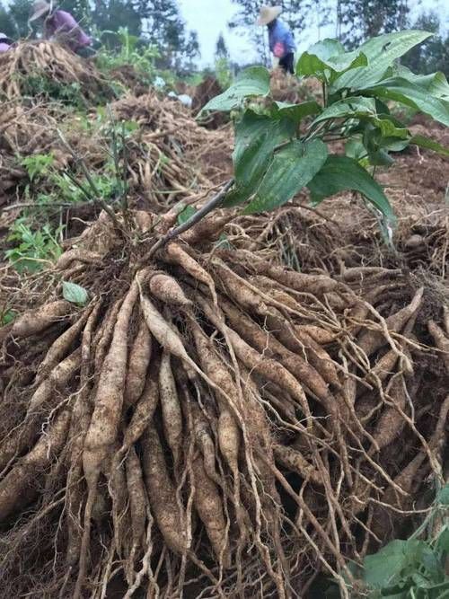 有哪些中草藥組合可以治療魚虱，中草藥組合可以治療魚虱思考完成arxiv論文助手