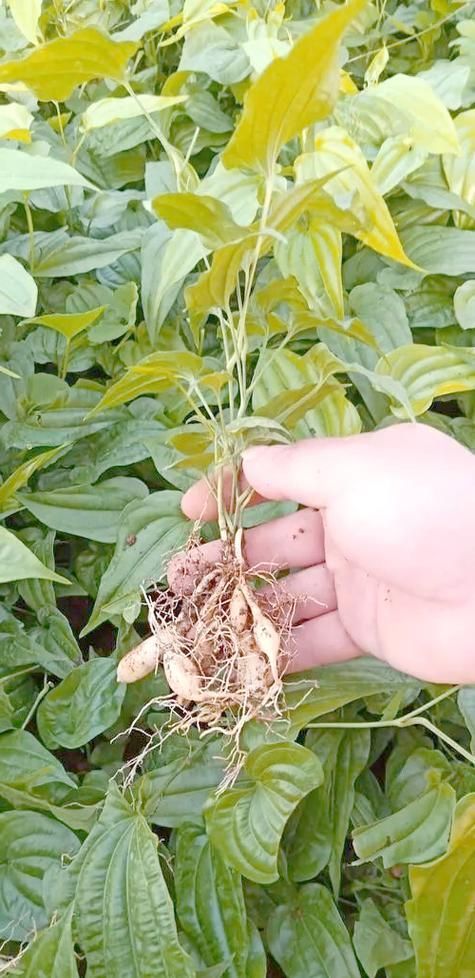有哪些中草藥組合可以治療魚虱，中草藥組合可以治療魚虱思考完成arxiv論文助手