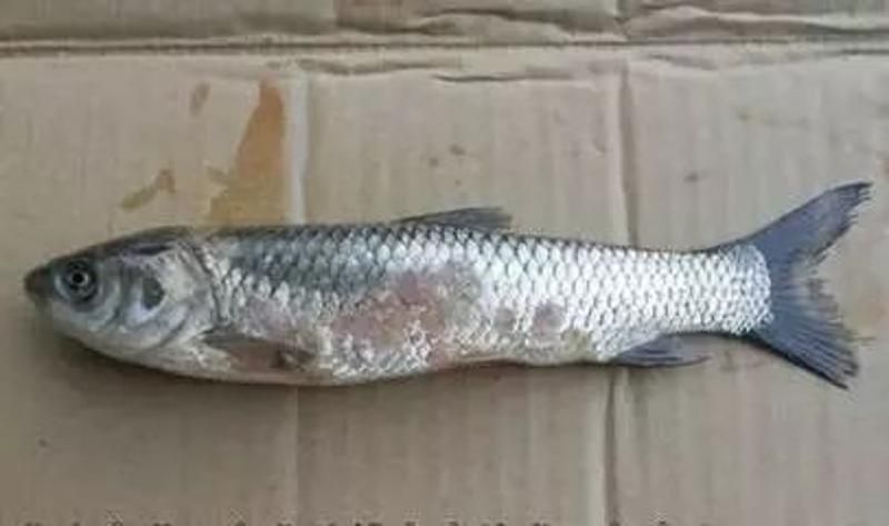 龍魚(yú)錦鯉霉?fàn)€尾腸炎，龍魚(yú)與錦鯉“霉?fàn)€尾腸炎”