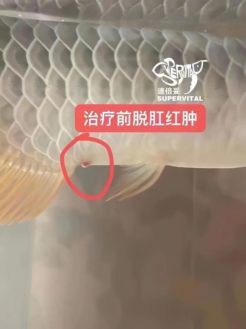 龍魚(yú)錦鯉霉?fàn)€尾腸炎，龍魚(yú)與錦鯉“霉?fàn)€尾腸炎”