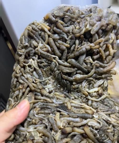 面包蟲(chóng)喂食后龍魚(yú)有哪些異常行為？，面包蟲(chóng)喂食后龍魚(yú)有哪些異常行為要求1000字說(shuō)明和配圖 面包蟲(chóng)喂食后龍魚(yú)有哪些異常行為？，面包蟲(chóng)喂食后龍魚(yú)有哪些異常行為要求1000字說(shuō)明和配圖 龍魚(yú)百科 第1張