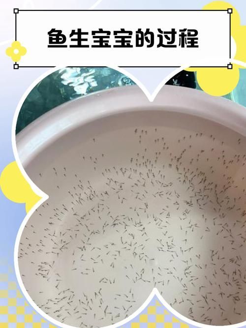 赤荔鳳冠魚如何繁殖？，赤荔鳳冠魚如何確認？