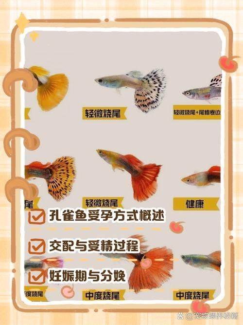 赤荔鳳冠魚如何繁殖?,赤荔鳳冠魚如何確認? 龍魚百科 第4張 赤荔鳳冠魚如何繁殖?,赤荔鳳冠魚如何確認? 赤荔鳳冠魚如何繁殖?,赤荔鳳冠魚如何確認? 龍魚百科 第4張
