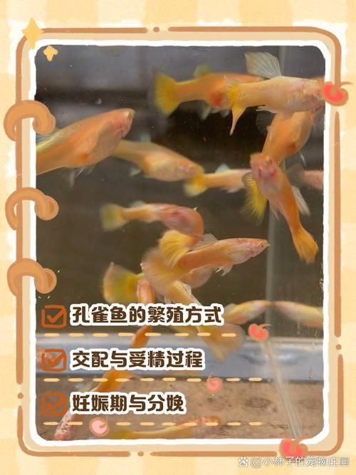 赤荔鳳冠魚如何繁殖?,赤荔鳳冠魚如何確認? 龍魚百科 第5張 赤荔鳳冠魚如何繁殖?,赤荔鳳冠魚如何確認? 赤荔鳳冠魚如何繁殖?,赤荔鳳冠魚如何確認? 龍魚百科 第5張
