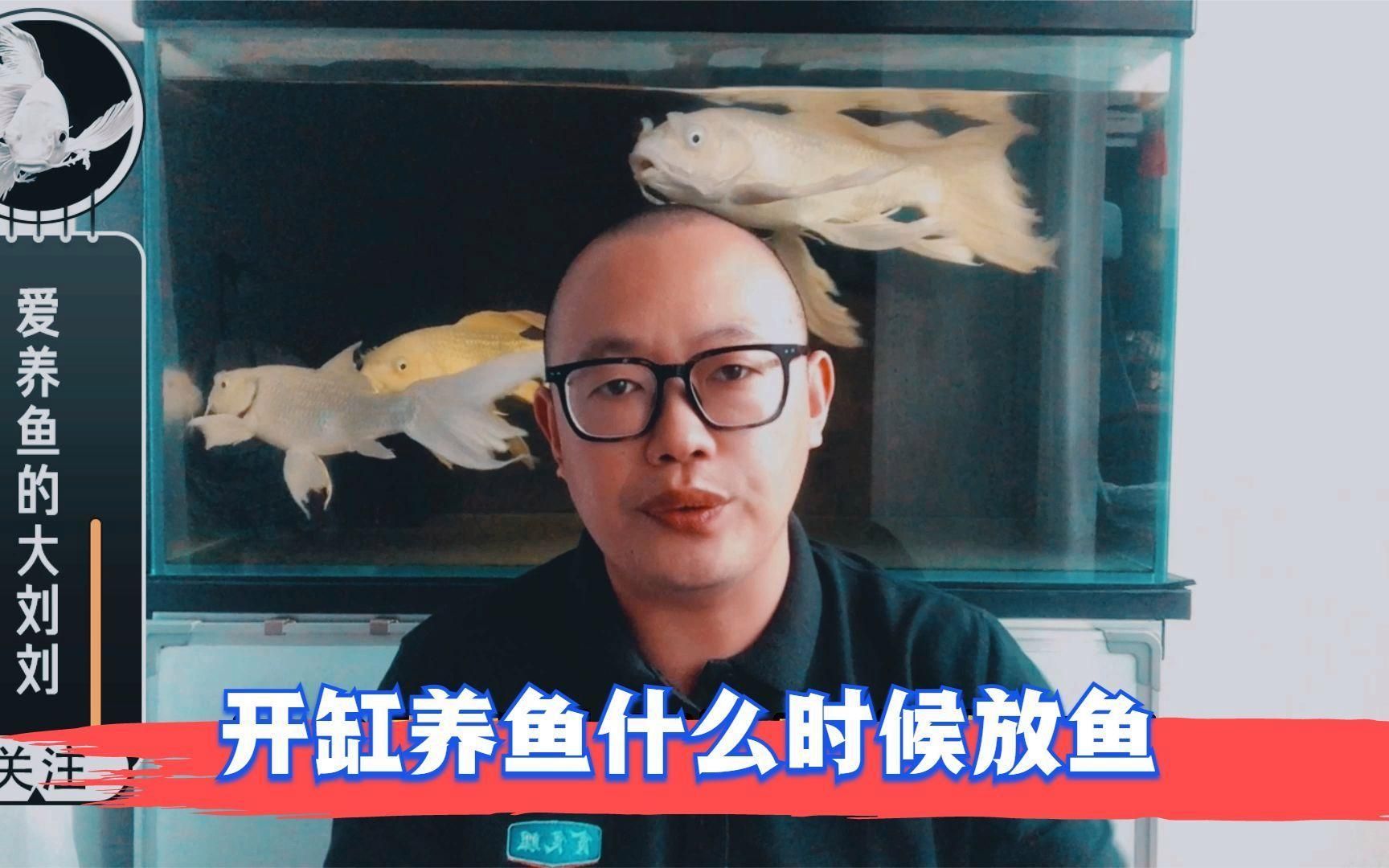 龍魚缸開缸后多久可以放魚，龍魚缸開缸后多久可以放魚,新缸開缸后多久可以放魚