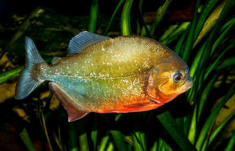 能否提供十大暴利淡水魚的圖片，養殖淡水魚的價格