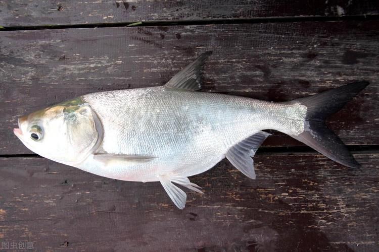 能否提供十大暴利淡水魚的圖片，養(yǎng)殖淡水魚的價(jià)格