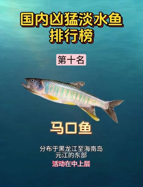 能否提供十大暴利淡水魚的圖片，養殖淡水魚的價格