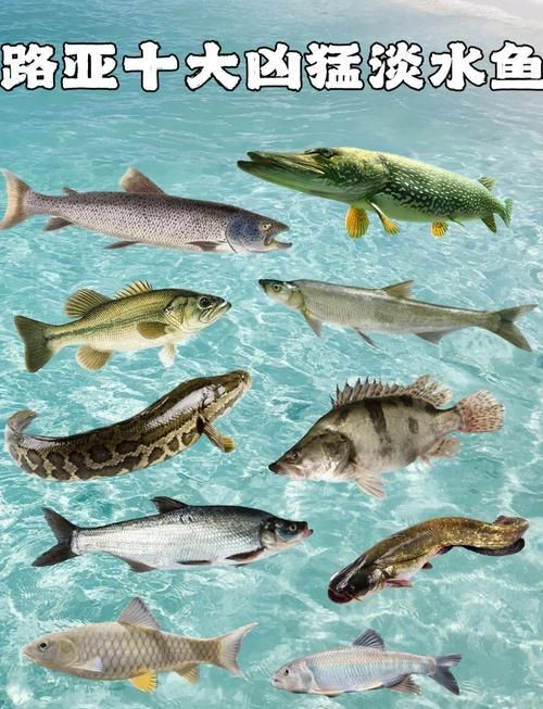 能否提供十大暴利淡水魚的圖片，養(yǎng)殖淡水魚的價(jià)格