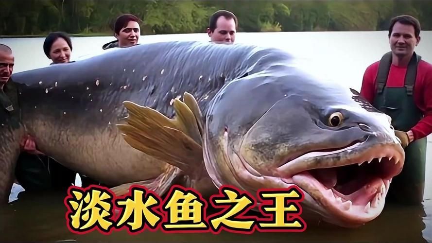 能否提供十大暴利淡水魚的圖片，養殖淡水魚的價格