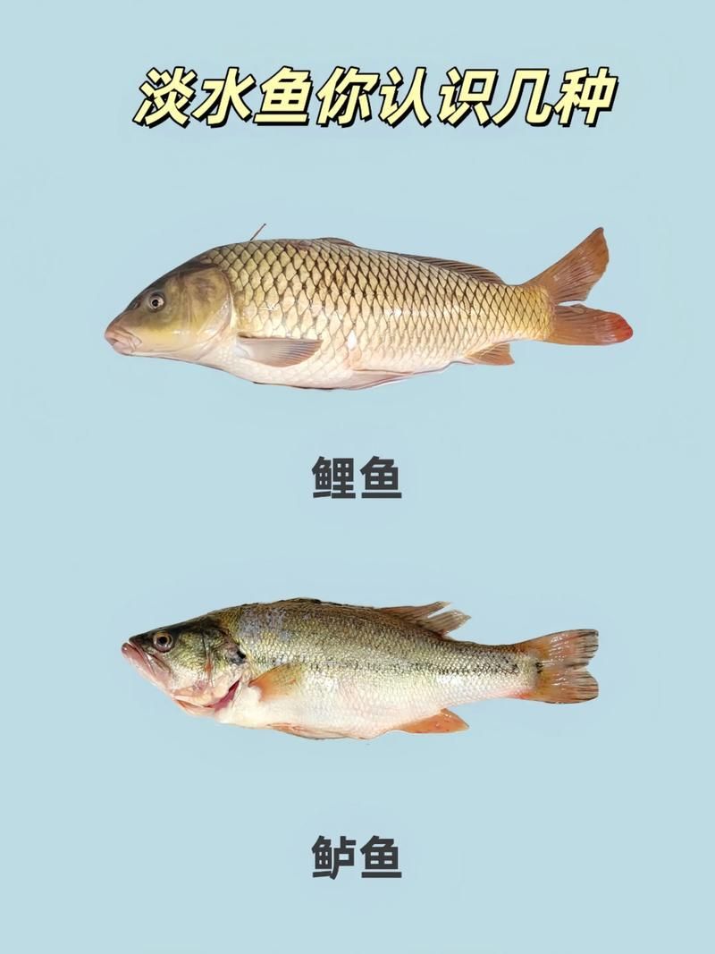 能否提供十大暴利淡水魚的圖片，養殖淡水魚的價格