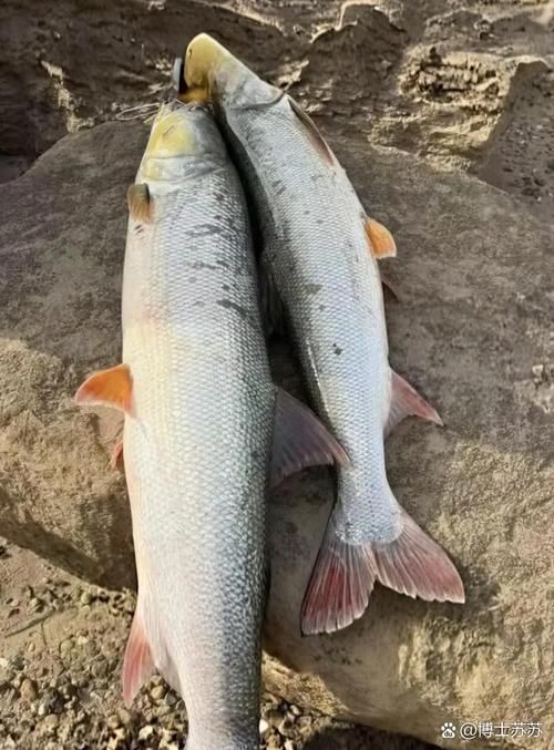 能否提供十大暴利淡水魚的圖片，養殖淡水魚的價格