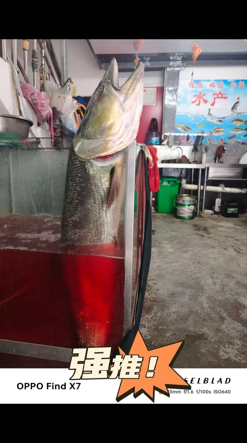 能否提供十大暴利淡水魚的圖片，養殖淡水魚的價格