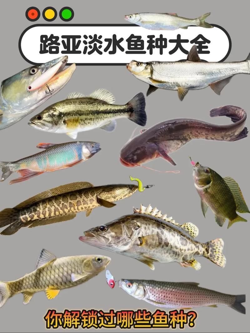 能否提供十大暴利淡水魚的圖片，養殖淡水魚的價格