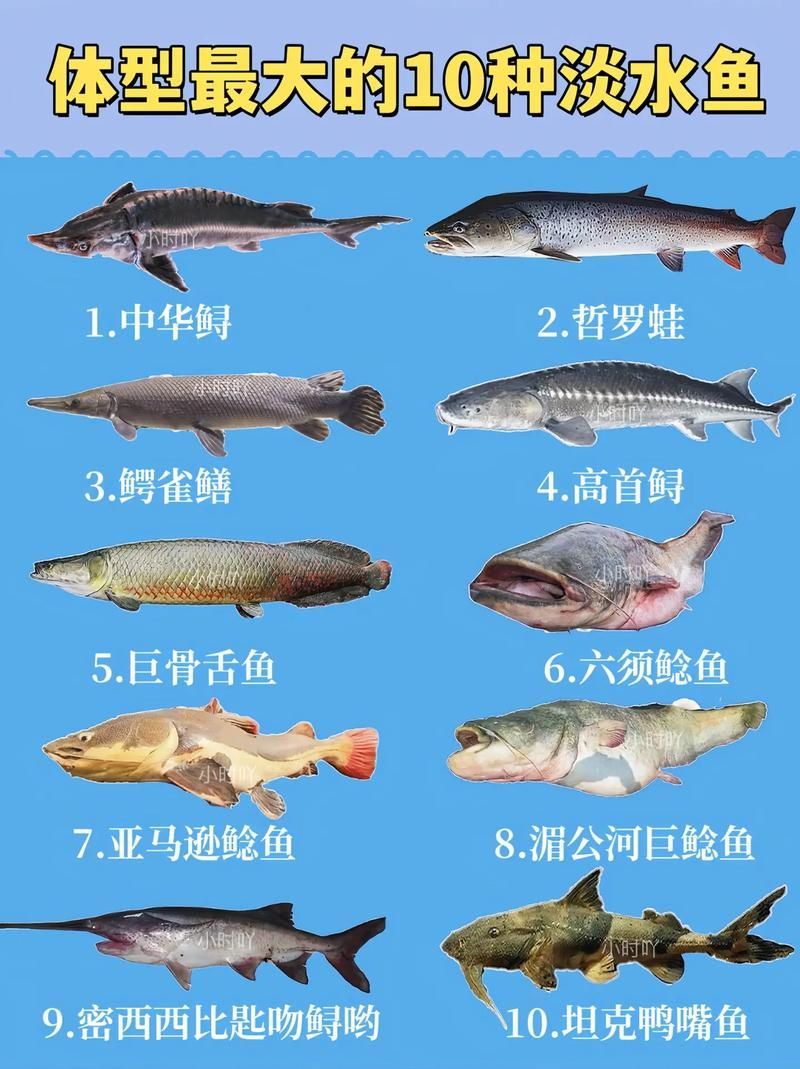 能否提供十大暴利淡水魚的圖片，養殖淡水魚的價格